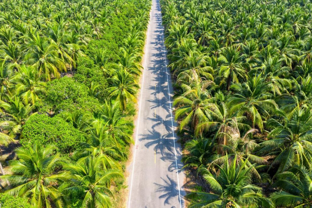 Workers sorting fresh oil palm fruit bunches on a processing conveyor.
